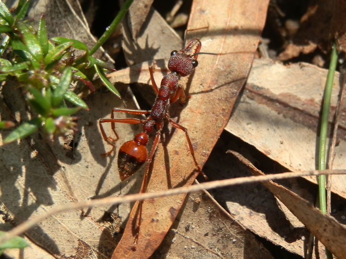 Bull Ant A large reddish-brown ant about 25 mm long. The abdomen was part brown and part black. Eyes were black, shiny and beady. The antennae had a black basal part ( Scape) giving this species its name "nigriscapa".<br />
Spotted wandering around a walking track in a reserve - Langwarrin Flora & Fauna Reserve.<br />
Australia,Geotagged,Myrmecia nigriscapa,Spring