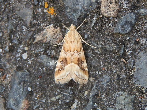 Cabbage Centre Grub (Hellula hydralis) A small pale moth with a wing span of about 20 mm. Wings showed dark brown and fawn patterns. Antennae were swept back or the body. Legs were pale.
Spotted in a nature reserve - Churchill National Park.
The adult moth is said to have varied colour and pattern on the fore wings.
 Australia,Geotagged,Hellula hydralis,Spring