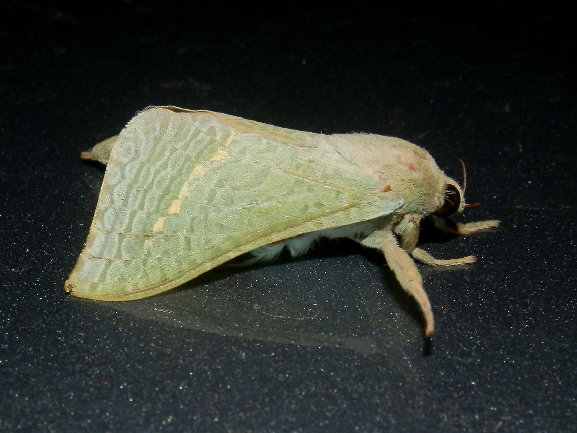 Forest Splendid Ghost Moth - male This beautiful pale blue-green moth had a wing span of about 70 mm although this one looked smaller than the female seen here about 3 years ago.<br />
Faint creamy white patterns on the pale green gave the forewings a translucent look. Bordering the submarginal areas was a broken pale yellow line. The colour appeared deeper along the costa. The large dark eyes were close-set. Antennae were short.<br />
Spotted under bright lights near a national park - Dandenong Ranges National Park on a warm evening.  An exciting find ! Aenetus eximia,Australia,Geotagged,Spring
