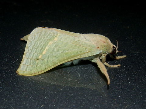 Forest Splendid Ghost Moth - male This beautiful pale blue-green moth had a wing span of about 70 mm although this one looked smaller than the female seen here about 3 years ago.
Faint creamy white patterns on the pale green gave the forewings a translucent look. Bordering the submarginal areas was a broken pale yellow line. The colour appeared deeper along the costa. The large dark eyes were close-set. Antennae were short.
Spotted under bright lights near a national park - Dandenong Ranges National Park on a warm evening.  An exciting find ! Aenetus eximia,Australia,Geotagged,Spring