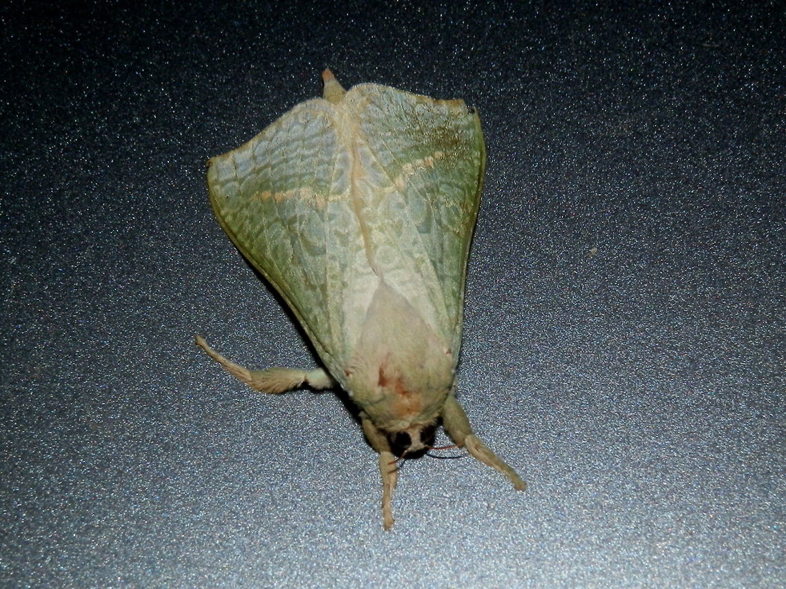 Forest Splendid Ghost Moth - Male Another shot of the same hepialid moth, showing the eyes and antennae. Aenetus eximia,Australia,Geotagged,Spring