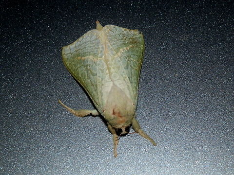 Forest Splendid Ghost Moth - Male Another shot of the same hepialid moth, showing the eyes and antennae. Aenetus eximia,Australia,Geotagged,Spring