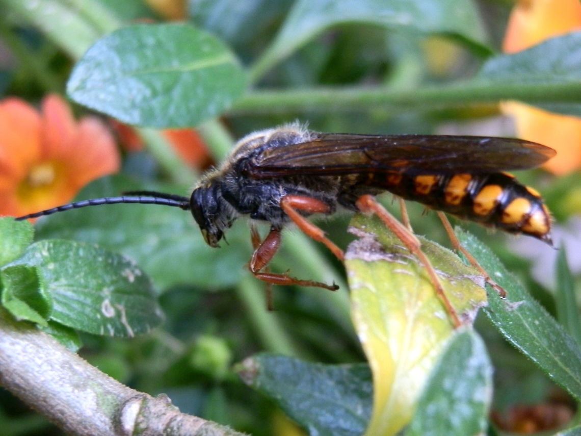 Flower Wasp A large wasp with a slender, long black abdomen with bright yellow lateral stripes. Head, thorax and antennae were black and legs were brown. Wings were tinted a smokey brown.<br />
Spotted in a suburban garden. Australia,Geotagged,Spring