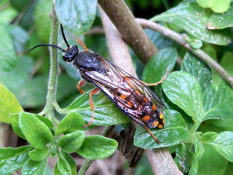 Flower Wasp Same wasp from a different aspect. Australia,Geotagged,Spring