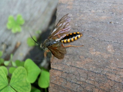 Flower Wasp Same wasp again with wings spread - trying to fly.  Australia,Geotagged,Spring