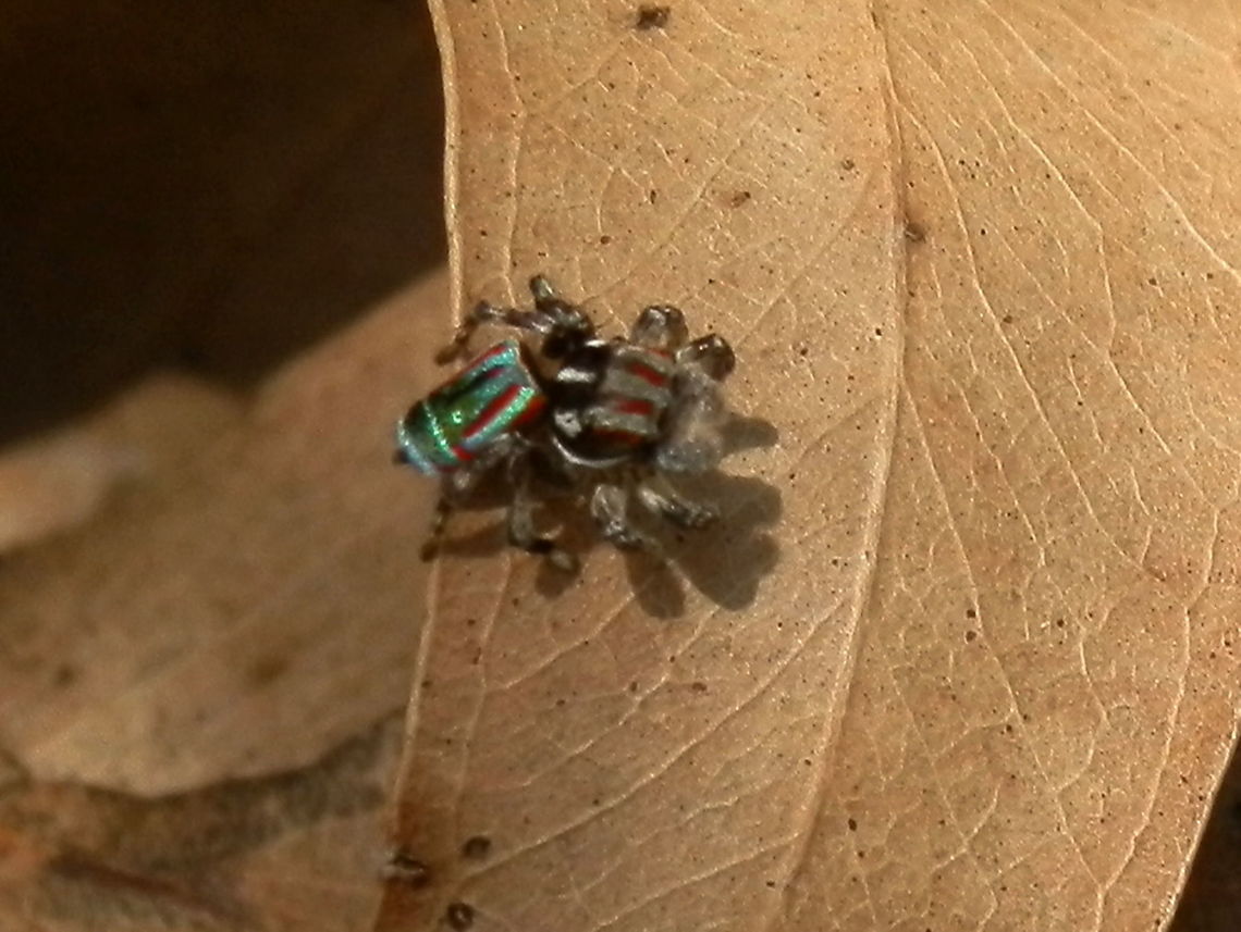Peacock Spider - Maratus volans (male) This cute little jumping spider was about5 mm long. The black cephalothorax had white and orange stripes in the anterior part and just white stripes in the posterior section. The abdomen had beautiful orange blue and green colours with iridescence. legs were covered with setae and the palps were fluffy with white setae.<br />
Spotted near a creek in dappled shade (Cardinia Reservoir Park)<br />
No close-ups were possible (with a pocket camera) as this spider was very wary and kept moving away.  Australia,Geotagged,Maratus volans,Spring