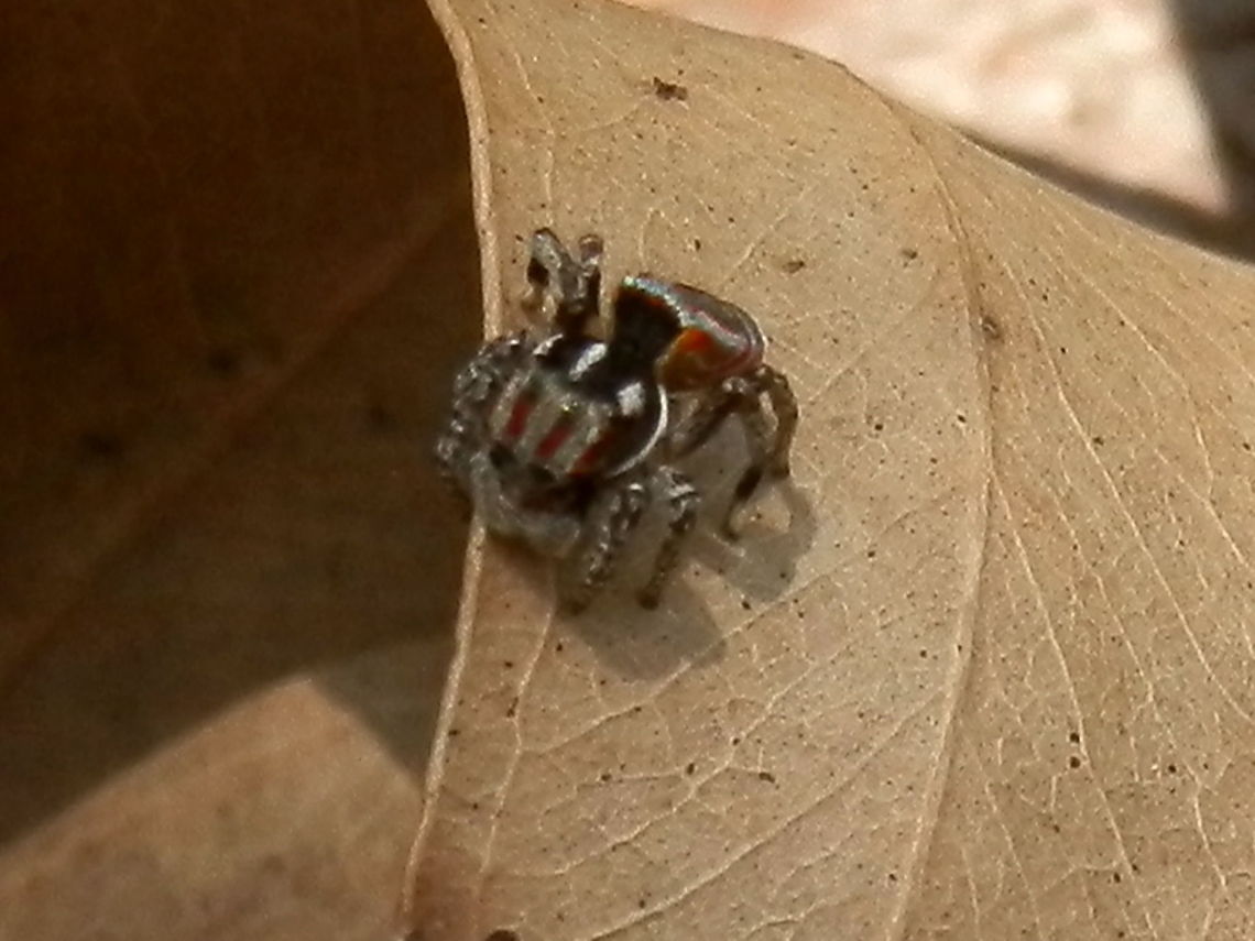 Peacock Spider - male (Maratus volans) Same spider with a slightly better view of the eyes and palps. Australia,Geotagged,Maratus volans,Spring