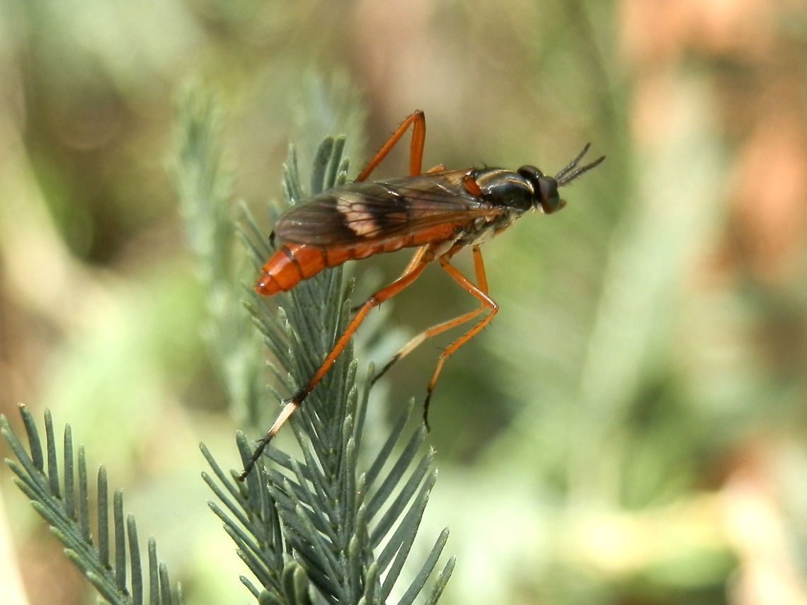 Stiletto Fly (Evansomyia phyciformis) As the common name suggests, this handsome fly had long legs which, like the abdomen was brown in colour except for a section on the tarsi which was white. Thorax and head were black with a pale "v" shaped pattern on the thorax. Wings were tinted dark with a pale band across the middle of the wings. Legs showere short stiff setae. At first sight this fly looked like a slender brachonid or ichneumon wasp. this is suggestive of mimicry.<br />
Spotted flying around a wattle tree in a park with mixed natives (Cardinia Reservoir Park).<br />
The larvae of these flies are parasitic on other insect larvae. They live in dry leaf litter and can burrow into soil if exposed to light. Adults feed on nectar, honeydew and pollen. <br />
 Australia,Evansomyia phyciformis,Geotagged,Spring