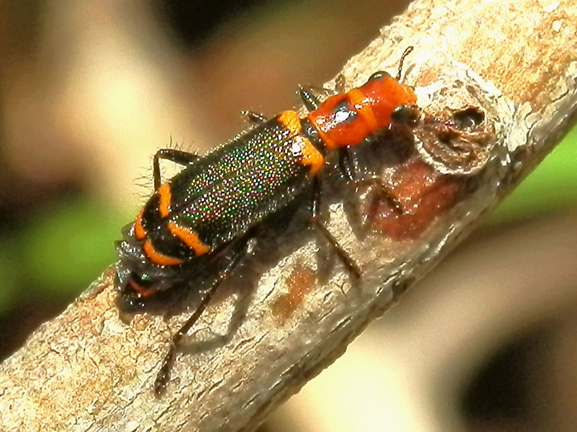 Clerid Beetle ( Lemidia cf. quadricolor) A beautiful small beetle about 12 to 15 mm long. Head and thorax were orange with a pale orange band. Elytra was dark with short stiff setae giving it a shimmery look. The elytra had narrow orange bands; one at the base of and two near the apex. The elytra did not completely cover the abdomen. Legs were dark. <br />
Possibly 6 to 7 antennal segment with the tips being club-shaped.<br />
 Australia,Cleridae,Clerus,Geotagged,Lemidia quadricolor,Spring