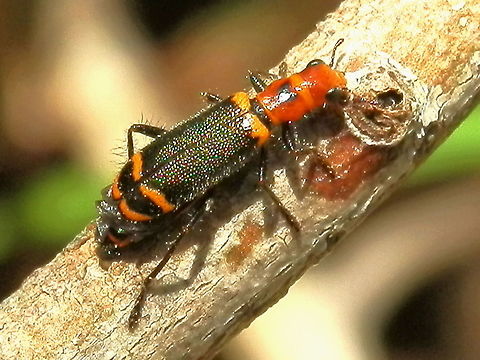 Clerid Beetle ( Lemidia cf. quadricolor) A beautiful small beetle about 12 to 15 mm long. Head and thorax were orange with a pale orange band. Elytra was dark with short stiff setae giving it a shimmery look. The elytra had narrow orange bands; one at the base of and two near the apex. The elytra did not completely cover the abdomen. Legs were dark. 
Possibly 6 to 7 antennal segment with the tips being club-shaped.
 Australia,Cleridae,Clerus,Geotagged,Lemidia quadricolor,Spring