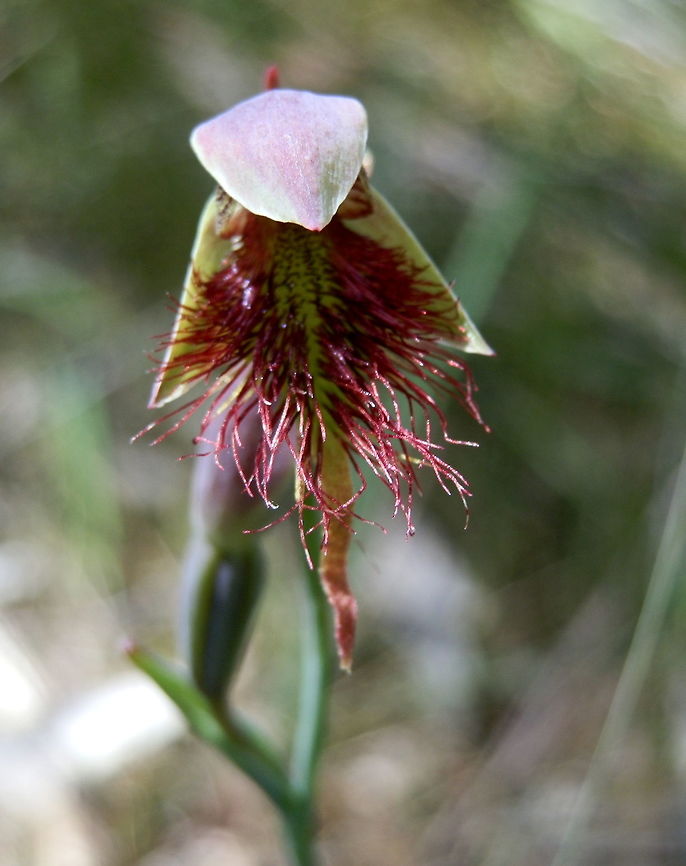 Purple Beard Orchid (Calochilus robertsonii) A solitary orchid growing in a shady but dry part of woodland near a reservoir. Australia,Calochilus robertsonii,Geotagged,Purple Beard Orchid,Spring