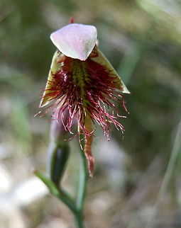 Purple Beard Orchid (Calochilus robertsonii) A solitary orchid growing in a shady but dry part of woodland near a reservoir. Australia,Calochilus robertsonii,Geotagged,Purple Beard Orchid,Spring