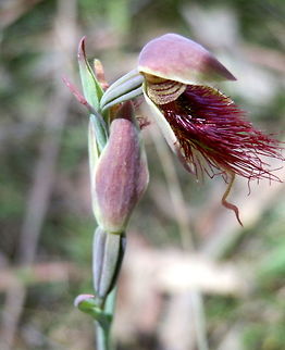 Purple Beard Orchid (Calochilus robertsonii) A lateral view showing a stripey petal. Australia,Calochilus robertsonii,Geotagged,Purple Beard Orchid,Spring
