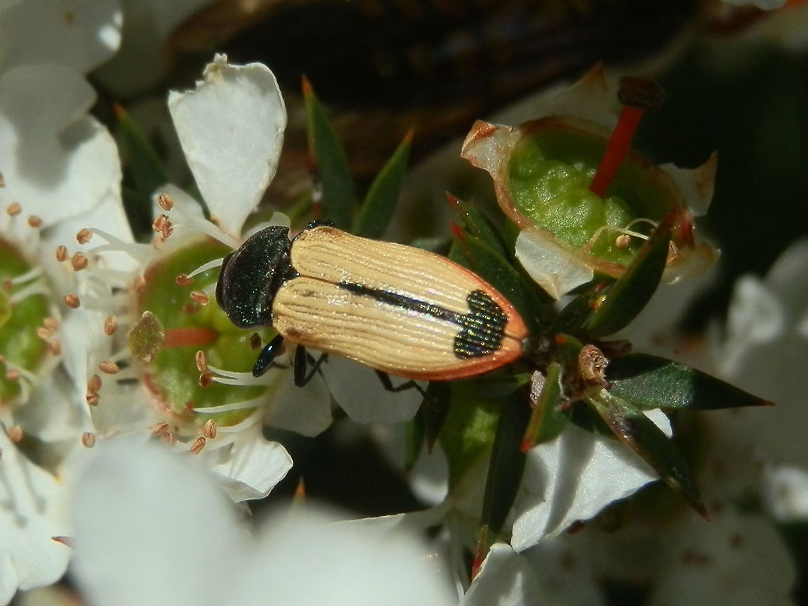 Jewel Beetle (Castiarina fossoria) This lovely jewel beetle had cream-coloured elytra with rows of puncturations running down the elytra. The inner margins of the elytra had a narrow linear black marking for two-thirds of its length, near the apex this marking broadened looking like a blunt arrowhead. The outer margin of the elytra at the apex was tinged red. Thorax and head were dark with a greenish iridescence.<br />
Spotted on tea-tree. Australia,Castiarina fossoria,Geotagged,Spring