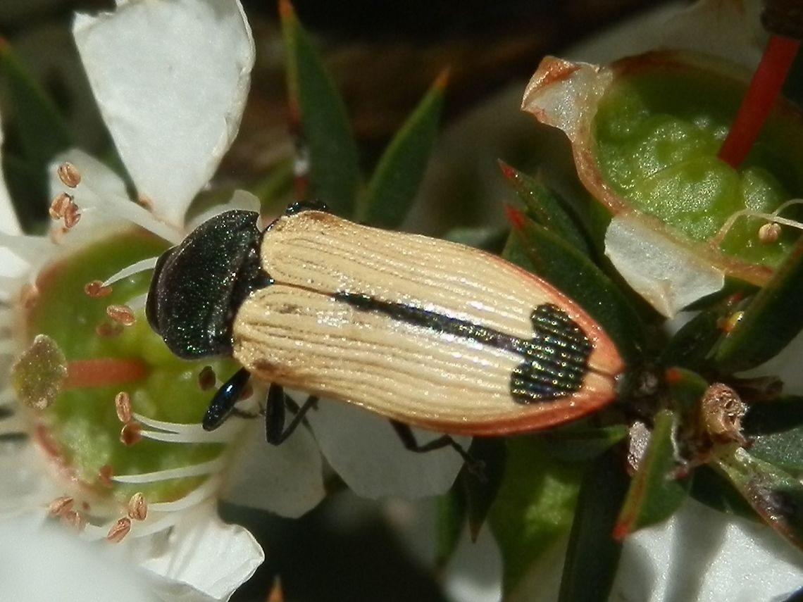 Cfossoria1  Castiarina fossoria,castiarina