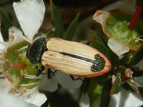 Cfossoria1  Castiarina fossoria,castiarina