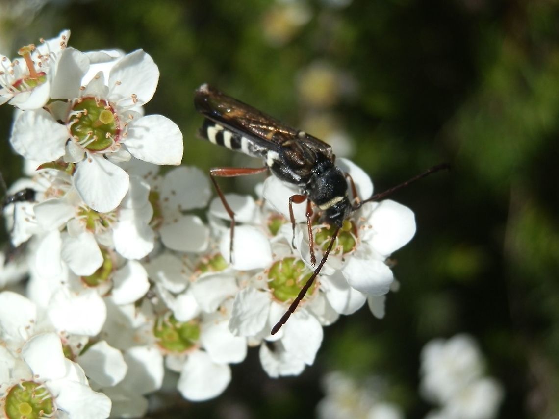 Wasp-mimic Longicorn Beetle ( Hesthesis sp.) This longicorn beetle was about 25 mm long and looked very much like a wasp. But unlike a wasp it was not flying around but clambering over the flowers. Its antennae were also a giveaway; they were long, slightly curved with elongated segments. What was wasp like were the thin and fragile-looking hind wings which were exposed because of highly reduced elytra. The abdomen had white rings and legs were long and brown.<br />
Spotted on Tea-tree. Australia,Geotagged,Spring