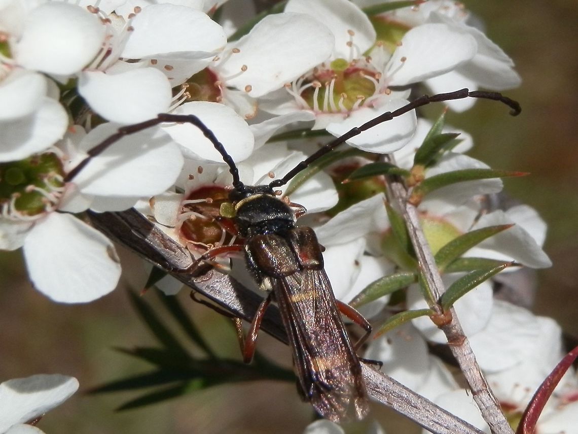 Hesthesis sp. ( Wasp-mimic Longicorn) Here&#039;s a better shot of the reduced elytra and exposed wasp-like hind wings of this cerambycid. Australia,Geotagged,Spring