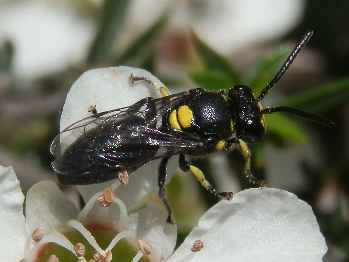 Masked Bee (Hylaeus nubilosus) About 11 mm long, this black bee had yellow marks on the thorax and legs. The scutellum was also a bright yellow. Barely visible in the photo is the bright yellow patch on the face which gives these family of bees the common name of &quot;masked bee&quot;. Australia,Geotagged,Hylaeus nubilosus,Spring