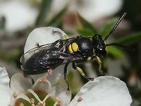 Masked Bee (Hylaeus nubilosus) About 11 mm long, this black bee had yellow marks on the thorax and legs. The scutellum was also a bright yellow. Barely visible in the photo is the bright yellow patch on the face which gives these family of bees the common name of "masked bee". Australia,Geotagged,Hylaeus nubilosus,Spring