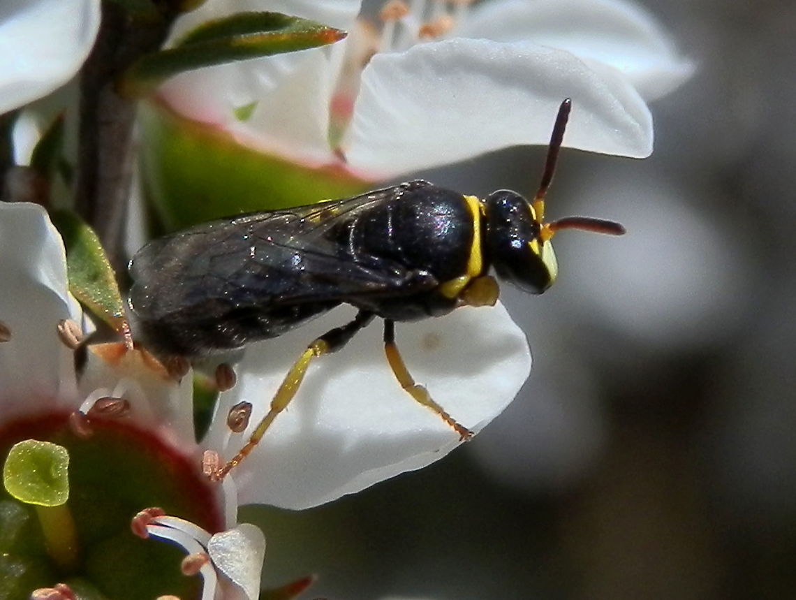 Masked Bee (Hylaeus sp,) Another Colletid Bee - A very small bee, about 10 mm long with a black head, thorax , abdomen and antennae. The legs were a bright yellow. A thin yellow line bordered the anterior part of the thorax. The scape were yellow. The frons (face) was a pale creamy yellow.<br />
Spotted feeding on tea-tree Australia,Geotagged,Spring