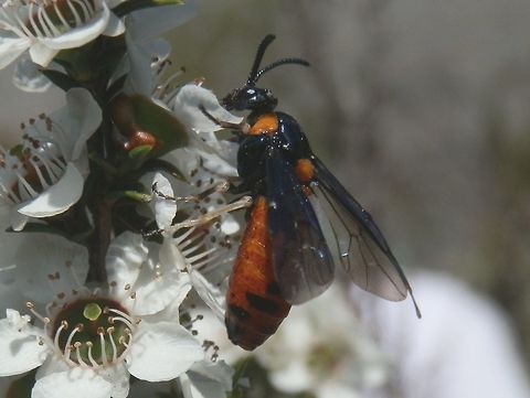 Sawfly (Lophyrotoma sp) A dramatic looking sawfly with bright reddish-orange thoracic patches and abdomen. The abdomen showed short bands of black near the tip. The antennae, head, thorax and wings were a glossy black, making this a striking insect in the sun and amongst the bright white flowers.
Spotted on tea-tree. Australia,Geotagged,Spring