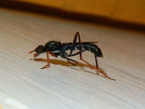 Acraspisoides helviarta