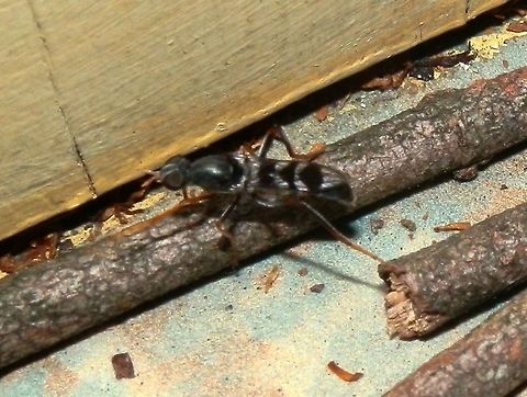 Stiletto Fly (Acraspisoides helviarta) This is a dorsal view of the same fly in the previous spotting, showing characteristic wing patterns. This is probably a female. Acraspisoides helviarta,Australia,Geotagged,Spring