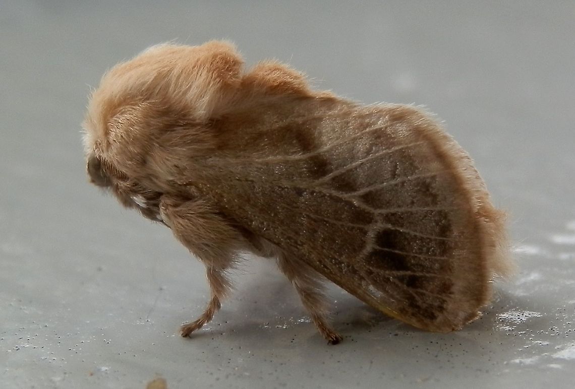Pale Cup Moth ( Doratifera pinguis) A small cup moth with tented wings and a thick mane of setae covering its head and thorax. Wings showed bands of smudged dark brown and pale brown patterns with highlighted veins. Wing span would have been about 30 mm.<br />
Spotted on a building wall under bright lights, near a national park (Dandenong Ranges)  Australia,Doratifera,Doratifera pinguis,Geotagged,Spring