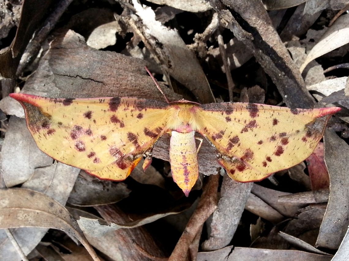 Bright Twisted Moth (Parepisparis lutosaria) A fantastic dry gum-leaf mimic with a wing span of about 50 mm. Fore wings had 3 dark marks along the costa with dark patterns all over looking like a drying leaf. Wing tips were pointed and tinted red mimicking a leaf stalk.The wings were held flat on either side of body with the abdomen slightly off the midline, giving it the name "twisted". The barely visible hind wings show dark ringed white marks.<br />
Found among leaf litter under a gum tree near a national park (Dandenong Ranges) Australia,Geotagged,Parepisparis lutosaria,Spring