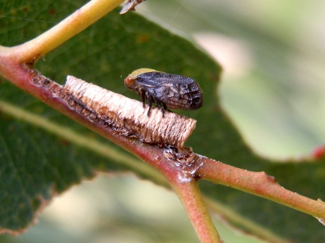 Tube Spittlebug (Chaetophyes compacta) A small female tube spittlebug resting on the tube created perhaps by its nymphs. The tube looked like a concrete horn with dried-up spittle along the tree branch at the opening of the tube. The female spittlebug has a green head and thorax with dark tinted wings.<br />
The nymphs of these bugs live in the calcareous tubes that they build on their food plant. They stay immersed in secretions thus staying hidden from predators and safe from dehydration. This tree showed several branches with these tubes, some dripping with liquid. There were also several female spittlebugs. I did not observe any males that are usually fully dark. <br />
Spotted on a young eucalyptus tree in a botanical garden ( Cranbourne Gardens) Australia,Chaetophyes compacta,Geotagged,Spring
