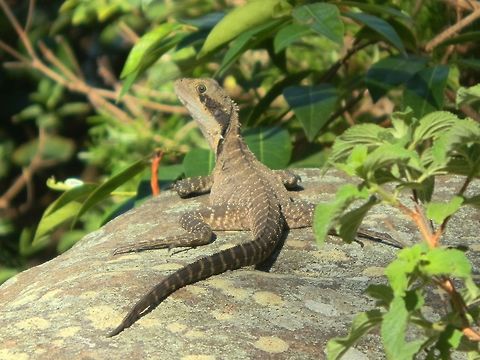 Eastern Water Dragon (Itellagama lesueurii lesueurii) This grey brown lizard ( ? female) was about 50 cms. It had a dark band stretching from each eye down to the front stopping just above the front legs. The skin was largely dark but broken by thin pale bands on the back ,tail and legs. Folds of skin seen on either side of head gave it a dragon-look. 
The underside was pale. 
Short spines were seen behind the neck going down the back.
Spotted sunning herself on a rock in a riparian area. Australia,Geotagged,Intellagama lesueurii,Physignathus lesueurii,Spring,Water dragon