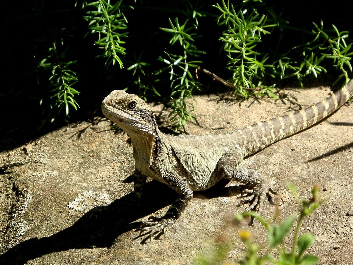 Eastern Water Dragon (Itellagama lesueurii  lesueurii) Another shot of the same lizard showing the pale throat and belly. Australia,Geotagged,Intellagama lesueurii,Physignathus lesueurii,Spring,Water dragon