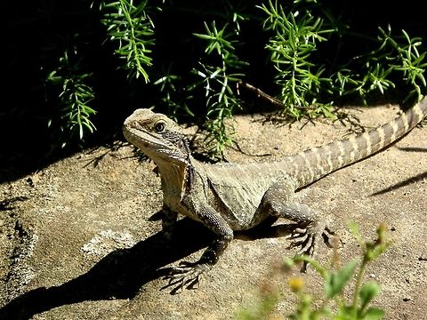 Eastern Water Dragon (Itellagama lesueurii  lesueurii) Another shot of the same lizard showing the pale throat and belly. Australia,Geotagged,Intellagama lesueurii,Physignathus lesueurii,Spring,Water dragon