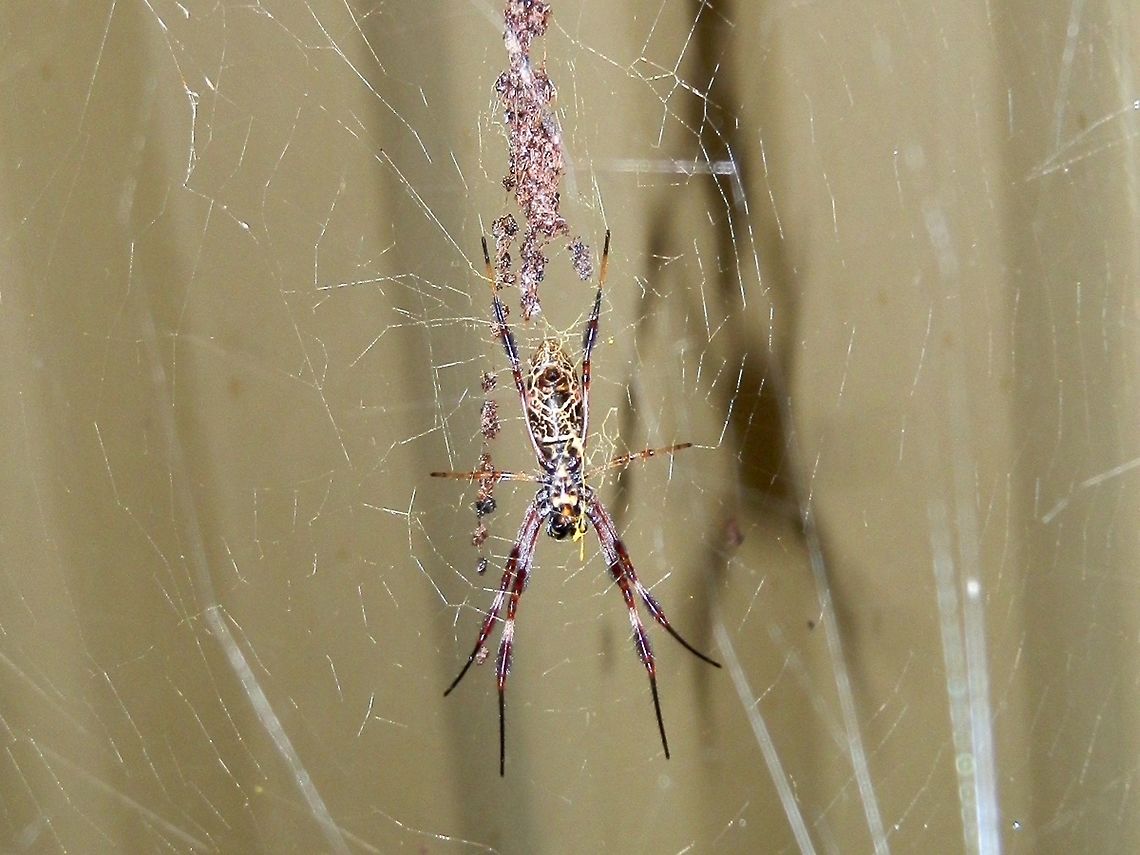 Humped Golden Orb-weaving Spider - female (Nephila plumipes) I could not get a shot of the dorsal side of the abdomen but this orb weaver's underside was striking in colour and pattern. It was a purple colour with thin pale crisscrossing lines. The abdomen was raised giving the body a humped look. Legs were thin with the front two pairs pointing downwards and had short setae giving them a furry look. The joints were yellow. The web appeared to be a complicated tangle with a golden sheen, suspended between the fence and plants, but there was a definite beautifully woven orb which was highlighted by the night's rain. In the morning I spotted a jagged weave of bright yellow silk running down the web, looking like a bolt of lightening.  A significant feature about this spider is that it strings up the remains of its prey in the web. This looks like a good camouflage. The spider and the strings of tangled remains did look like debris caught-up in cob webs. This is a female and measured about 4 cms. Australia,Geotagged,Nephila plumipes,Summer