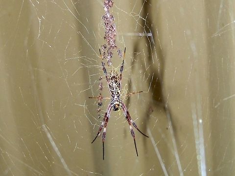 Humped Golden Orb-weaving Spider - female (Nephila plumipes) I could not get a shot of the dorsal side of the abdomen but this orb weaver's underside was striking in colour and pattern. It was a purple colour with thin pale crisscrossing lines. The abdomen was raised giving the body a humped look. Legs were thin with the front two pairs pointing downwards and had short setae giving them a furry look. The joints were yellow. The web appeared to be a complicated tangle with a golden sheen, suspended between the fence and plants, but there was a definite beautifully woven orb which was highlighted by the night's rain. In the morning I spotted a jagged weave of bright yellow silk running down the web, looking like a bolt of lightening.  A significant feature about this spider is that it strings up the remains of its prey in the web. This looks like a good camouflage. The spider and the strings of tangled remains did look like debris caught-up in cob webs. This is a female and measured about 4 cms. Australia,Geotagged,Nephila plumipes,Summer