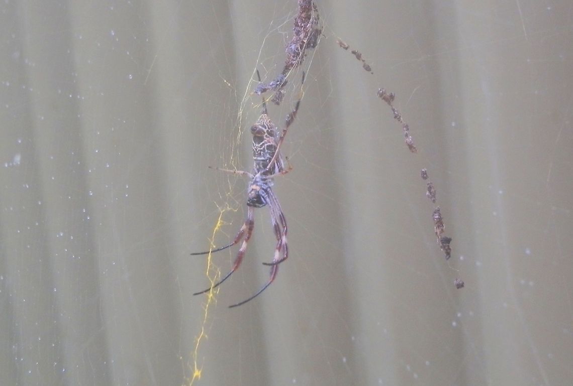 Humped Golden Orb-weaving Spider (N.plumipes) The same spider as in the previous photo but this was the next morning and in the rain., so the photo is of poor quality.  I noticed the jagged yellow silk in the web - this was not seen the previous evening. Australia,Geotagged,Nephila plumipes,Summer