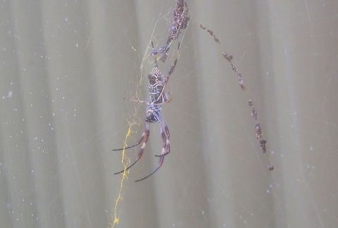 Humped Golden Orb-weaving Spider (N.plumipes) The same spider as in the previous photo but this was the next morning and in the rain., so the photo is of poor quality.  I noticed the jagged yellow silk in the web - this was not seen the previous evening. Australia,Geotagged,Nephila plumipes,Summer