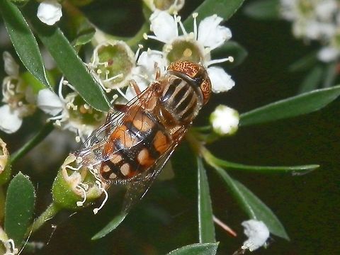 Golden Native Drone Fly A striking fly with a slightly flattened abdomen with black and yellow patterns. The thorax had four black stripes. Eyes were large, a creamy yellow with small red flecks. The separated eyes indicate that this fly is a female. Males do not have a noticeable separation. The fly looked very much like a large hover fly. Australia,Eristalinus punctulatus,Geotagged,Native drone fly,Spring