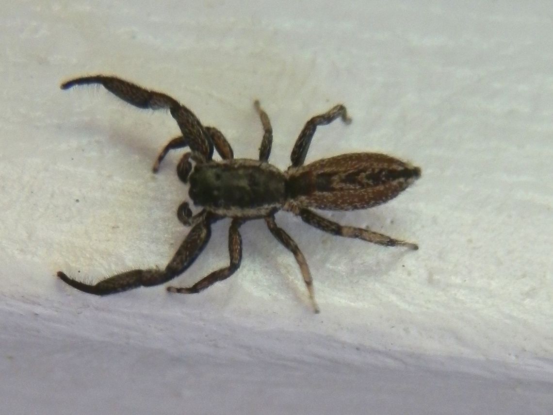 Flat Jumping Spider (Holoplatys lhotskyi) About 6 mm long, this very flat spider emerged out of the slit in between wooden wall panels. The cephalothorax was black with distinct white lateral lines. Body was covered with short brown setae. The front pair of legs were thick and held out. Each of the last two pairs showed a white streak. The incredible flatness can be seen in pic 2, just beside the slit between the panels.<br />
This spider lives and hunts in cracks in tree bark and wood in buildings. Australia,Geotagged,Holoplatys lhotskyi,Summer