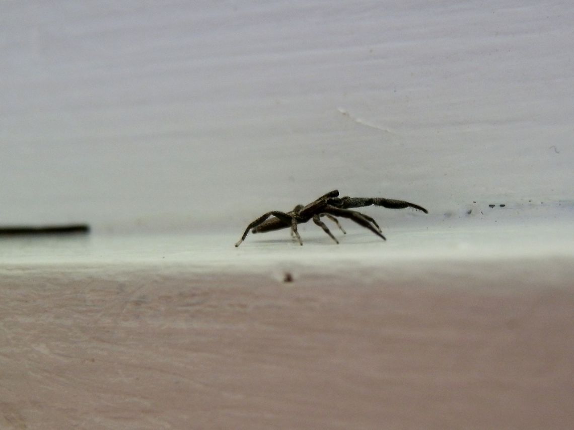 Flat Jumping Spider (Holoplatys lhotskyi ) - Photo 2 This is a lateral shot of the same spider as in the previous spotting. This spider is seen rearing-up on its legs  but it actually came out of the slit between wooden panels, seen to the left of the photo and it is the flattest spider I've ever seen. Australia,Geotagged,Holoplatys lhotskyi,Summer
