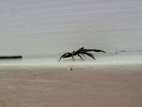 Flat Jumping Spider (Holoplatys lhotskyi ) - Photo 2 This is a lateral shot of the same spider as in the previous spotting. This spider is seen rearing-up on its legs  but it actually came out of the slit between wooden panels, seen to the left of the photo and it is the flattest spider I've ever seen. Australia,Geotagged,Holoplatys lhotskyi,Summer