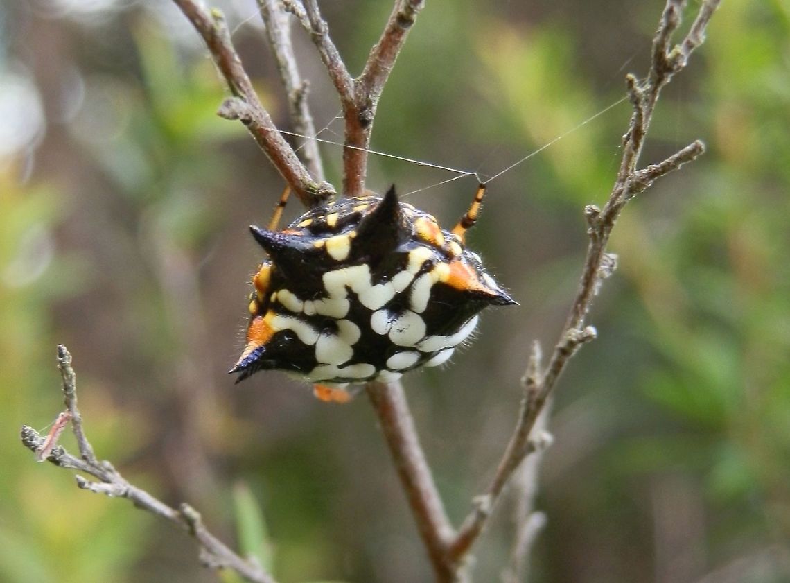 Spiny Orb-weaver ( Austracantha minax) -female This beautiful spiky female orb weaver was only one amongst 6 or 7 in circular webs with complex supporting strands. Legs were orange, the body mostly black with white and bright yellow patterns.  Body about 8 mm long.<br />
Spotted amongst low shrubs in a national park Austracantha minax,Australia,Geotagged,Summer