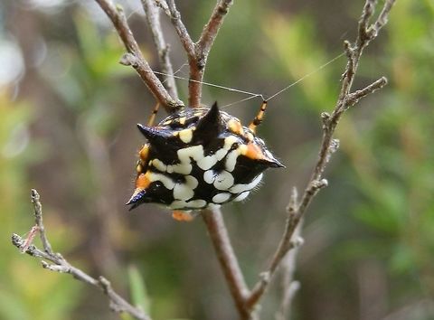 Spiny Orb-weaver ( Austracantha minax) -female This beautiful spiky female orb weaver was only one amongst 6 or 7 in circular webs with complex supporting strands. Legs were orange, the body mostly black with white and bright yellow patterns.  Body about 8 mm long.
Spotted amongst low shrubs in a national park Austracantha minax,Australia,Geotagged,Summer