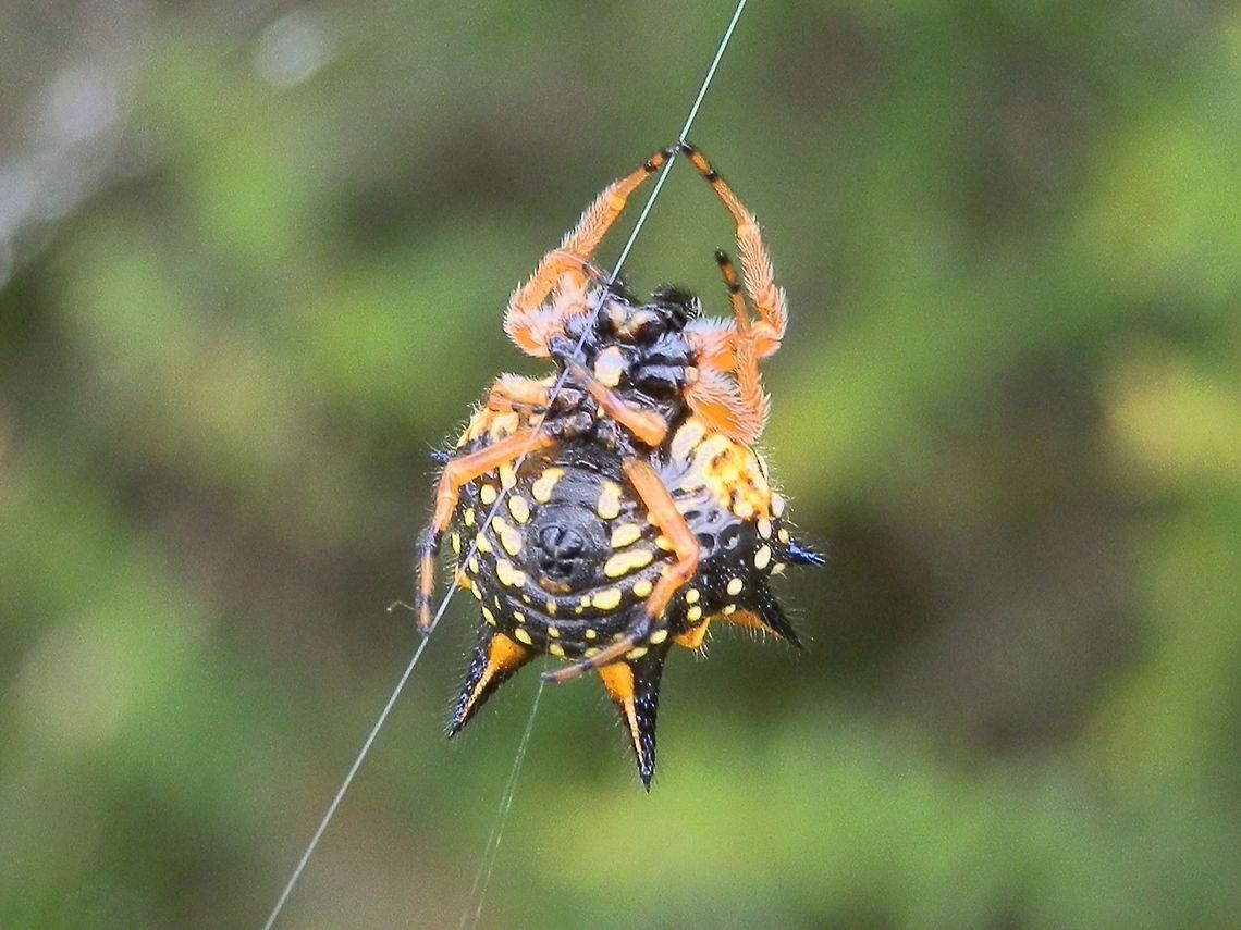 Spiny Orb-weaver (Austracantha minax) -female Ventral view of the  spider in previous spotting. Interesting structures and patterns !<br />
Must get a shot of a male of this species the next time. Austracantha minax,Australia,Geotagged,Summer