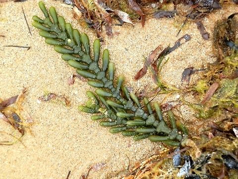 Green Seaweed (Caulerpa cactoides) This green seaweed appeared in two forms, one as a cluster and the other as an elongated string of vesicles attached to flattened median segments. This variation in appearance is apparently due to wave action in different parts of the bay.  The seaweed's maximum length is about 45 cms. It is seen mostly near the sea floor. this one was washed ashore and spotted at low tide. A native to Australia, it is seen only in South Australian waters. Australia,Caulerpa cactoides,Geotagged,Summer