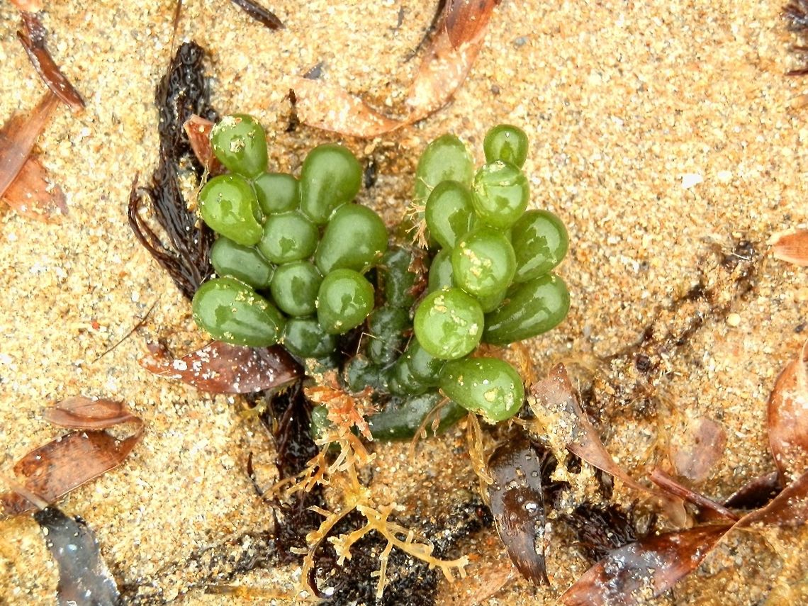 Green Seaweed (Caulerpa cactoides) This is a cluster form of the same seaweed in the previous spotting. At the base of the seaweed can be seen brown rhizoids for attachment. Australia,Caulerpa cactoides,Geotagged,Summer