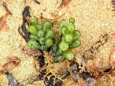 Green Seaweed (Caulerpa cactoides) This is a cluster form of the same seaweed in the previous spotting. At the base of the seaweed can be seen brown rhizoids for attachment. Australia,Caulerpa cactoides,Geotagged,Summer
