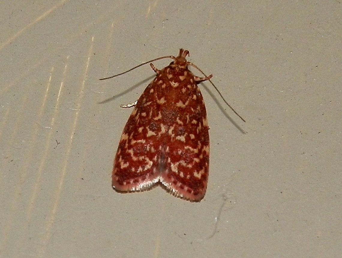 Oecophorine Moth (Syringoseca rhodoxantha) A small attractive red-orange moth with fine cream patterns. Wing span about 20 mm. Re-curved labial palps and long thin antennae.<br />
Spotted under bright lights - suburban garden. Found in all eastern states and South Australia.<br />
Caterpillars of this species feed on a variety of Eucalyptus leaves. Australia,Geotagged,Summer,Syringoseca rhodoxantha