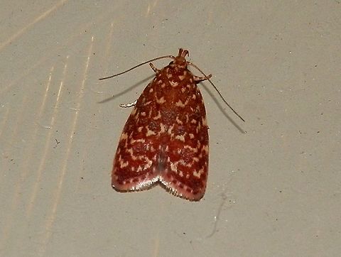 Oecophorine Moth (Syringoseca rhodoxantha) A small attractive red-orange moth with fine cream patterns. Wing span about 20 mm. Re-curved labial palps and long thin antennae.
Spotted under bright lights - suburban garden. Found in all eastern states and South Australia.
Caterpillars of this species feed on a variety of Eucalyptus leaves.  Australia,Geotagged,Summer,Syringoseca rhodoxantha